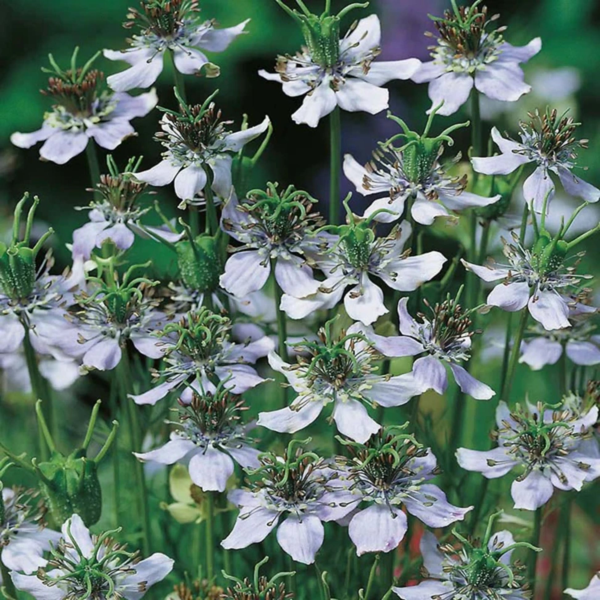 Caraway_black_2