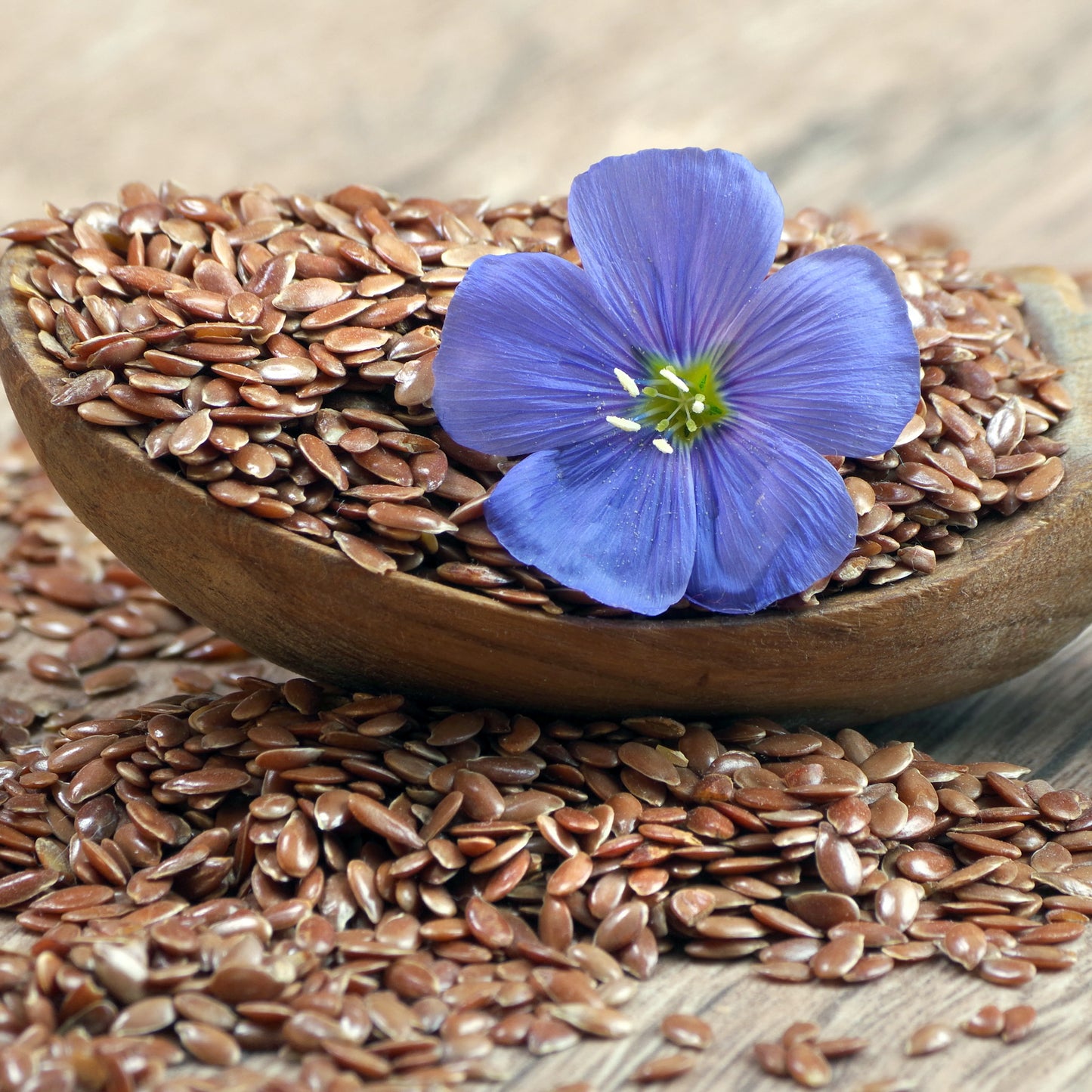 Linseed_flax_2