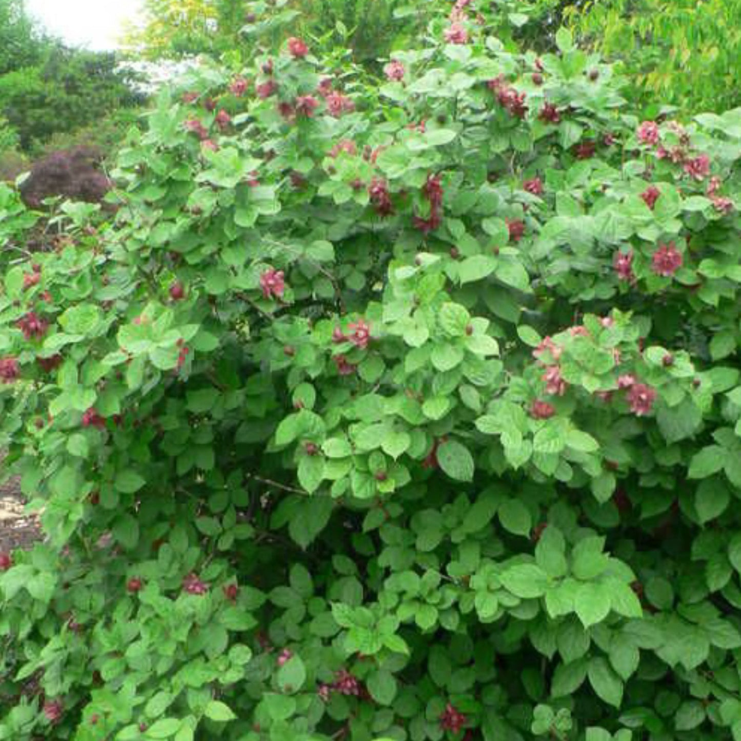 Allspice_whole_Pimenta_2