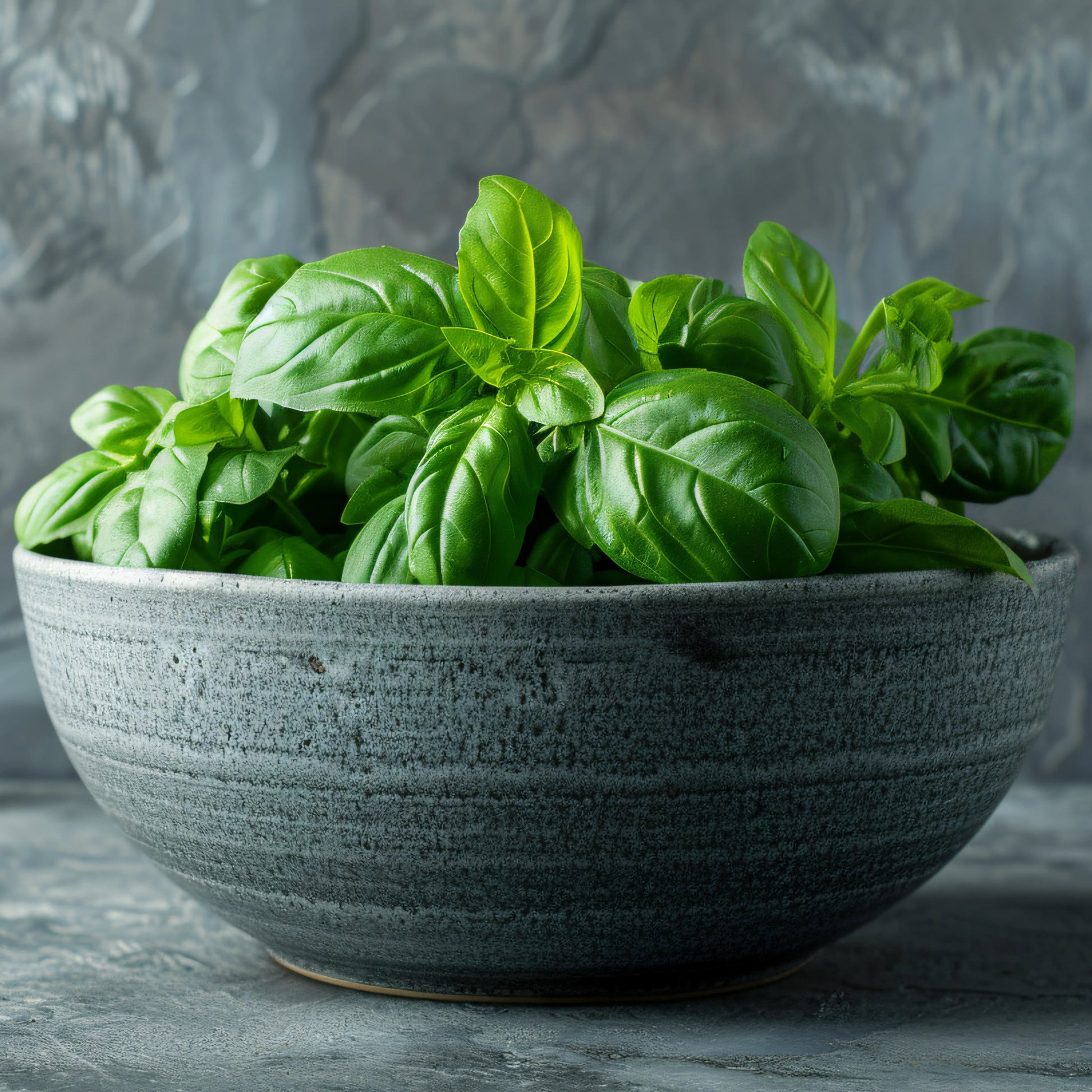 Basil_SH30_1