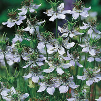 Caraway_black_2